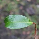 Psiloxylon mauritianum Leaf