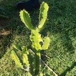 Euphorbia abyssinica 葉