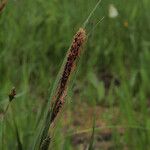 Carex aquatilis Froito