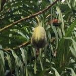 Grammatophyllum speciosum Fruit