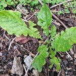 Youngia japonica Leaf