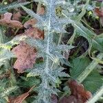 Cirsium vulgare Blatt