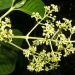 Palicourea luxurians List