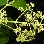 Psychotria luxurians Blatt