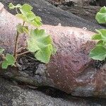 Sterculia africana Bark