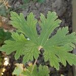 Geranium himalayense Leaf