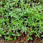 Helianthemum canum Habit