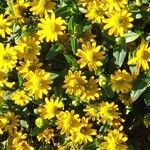 Sanvitalia procumbens Libunga