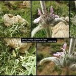 Stachys creticaFlower