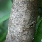 Acalypha integrifolia 樹皮