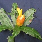 Costus wilsonii Other