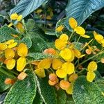 Begonia staudtii Floare