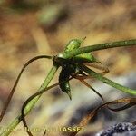 Zannichellia palustris Meyve