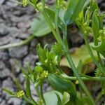 Ranunculus lateriflorus Other