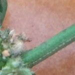 Spermacoce ocymifolia Rhisgl