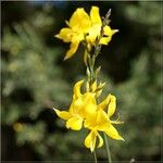 Spartium junceum Квітка