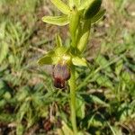 Ophrys lupercalis Mosusu