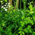 Chaerophyllum temulum Habit