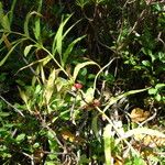 Polygonatum verticillatum Deilen