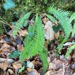 Blechnum spicant Leaf