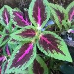 Coleus scutellarioides Lehti