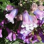 Penstemon cobaea Flower