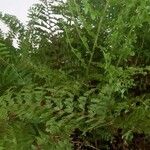 Nephrolepis exaltata ഇല