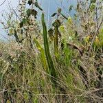 Niphidium crassifolium Blad