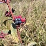 Clerodendrum indicumFrukt