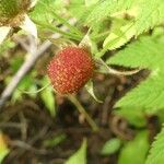 Rubus fraxinifolius Fruit