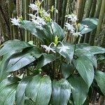 Urceolina amazonica Flower