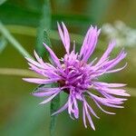 Centaurea jacea Кветка