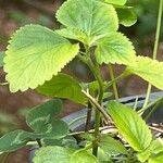 Acalypha chamaedrifolia 葉