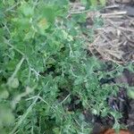 Teucrium marum 葉