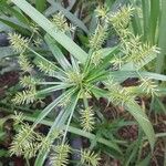 Cyperus meyenianus Blomst