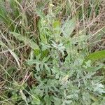 Sisymbrium officinale Habit