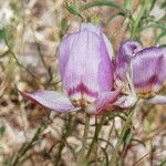 Calochortus greenei Õis