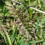 Pedicularis comosa Leaf