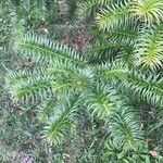 Cunninghamia lanceolata Лист