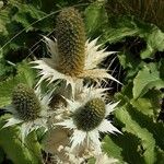 Eryngium giganteum Frucht