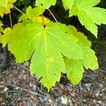 Acer glabrum List