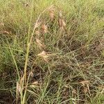 Themeda triandra Leaf