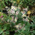 Eurybia divaricata 花