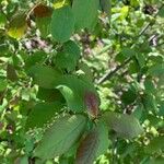 Prunus virginiana Φύλλο