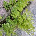 Adiantum raddianum Habit