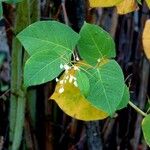 Reynoutria japonica Blatt