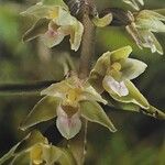 Epipactis purpurata