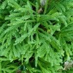 Cryptomeria japonica 葉