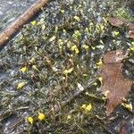 Utricularia gibba Leaf