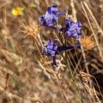 Delphinium gracileFleur